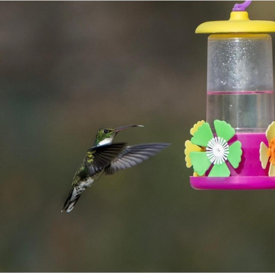 El Colibri Cabanas De La Naturaleza Trelew Exterior foto